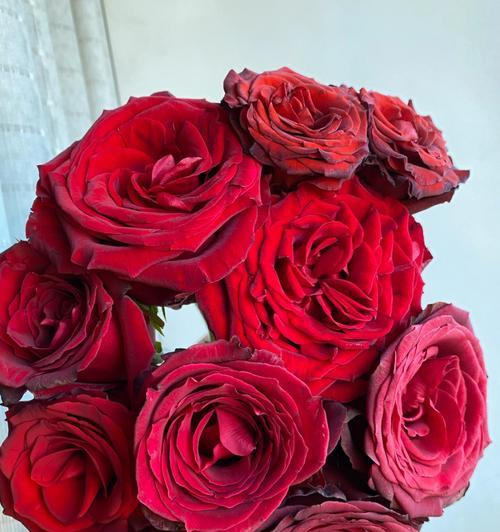 红玫瑰花的象征意义（探索8朵红玫瑰花所代表的深层内涵）