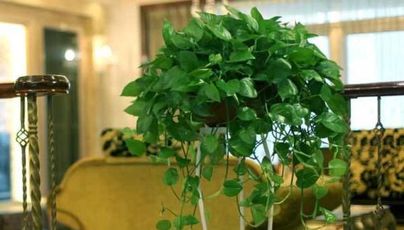 绿萝开花的预示和意义（揭秘绿萝开花的5大奥秘）