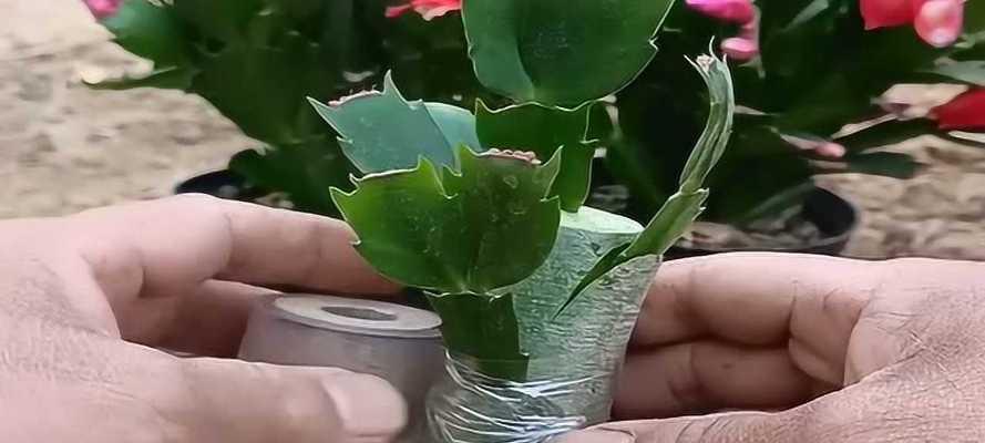 绿萝的嫁接技术（探讨绿萝嫁接的过程及方法）