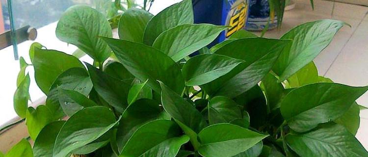 绿萝用醋水浇水的正确方法（绿植爱好者必看）