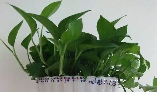 绿萝用醋水浇水的正确方法（绿植爱好者必看）