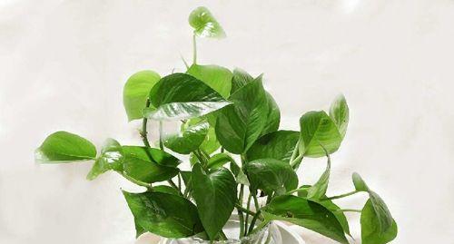绿萝（探究绿萝吸甲醛的神奇作用）