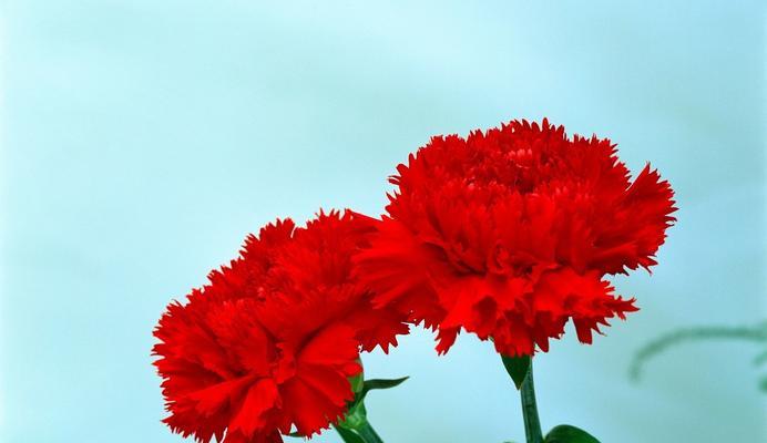红色康乃馨的花语和寓意（表达热情与爱意的红色康乃馨）