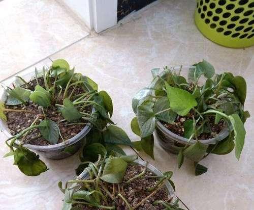 绿萝的日光浴之道（晒太阳还是要有度）