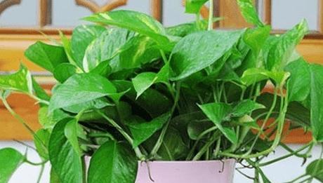 绿萝种植技巧详解（土养绿萝）