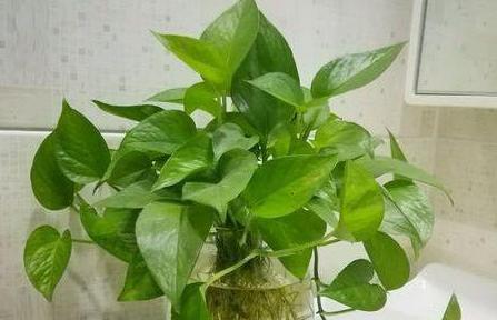 绿萝与啤酒（探究绿萝浇啤酒的奥秘）