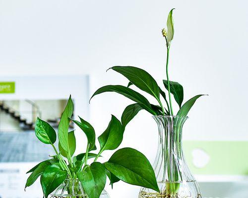 绿萝的水培养护法（绿植护理的新趋势——水培养绿萝）
