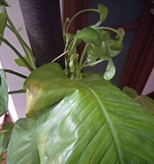 绿萝急救指南（从快枯死到复苏）