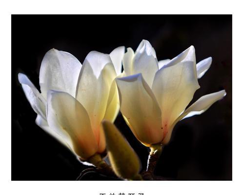 红玉兰花（红玉兰花语和传说缠绕着的世界）