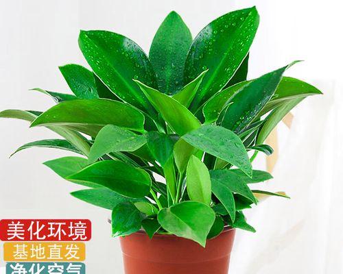 绿萝能否有效吸收甲醛（探究绿萝对甲醛吸收的效果及科学依据）
