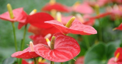 以水培红掌花语，感受自然之美（与红掌花对话）