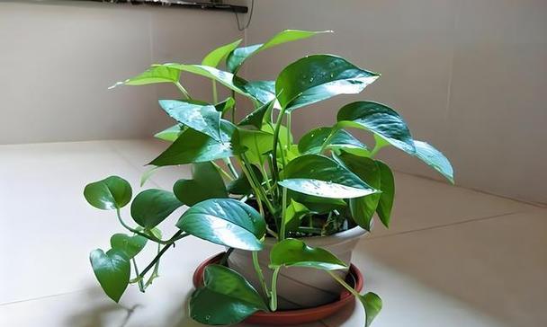 绿萝的养护之太阳晒的注意事项（夏日养护）