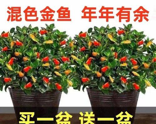 绿萝盆栽的养殖方法详解（从选购到养护）