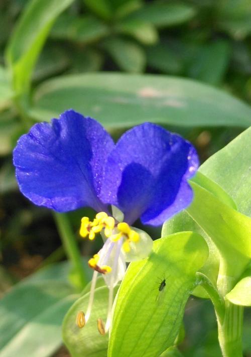 蝴蝶花花语（探索蝴蝶花的花语和美丽之谜）