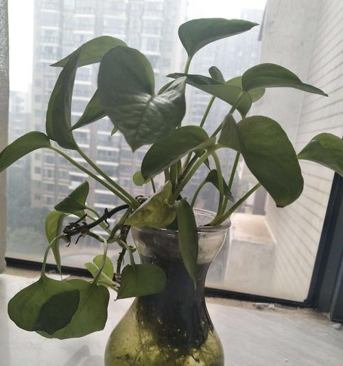 绿萝生长速度快，一年能长多少（探究绿萝生长速度及其优点）