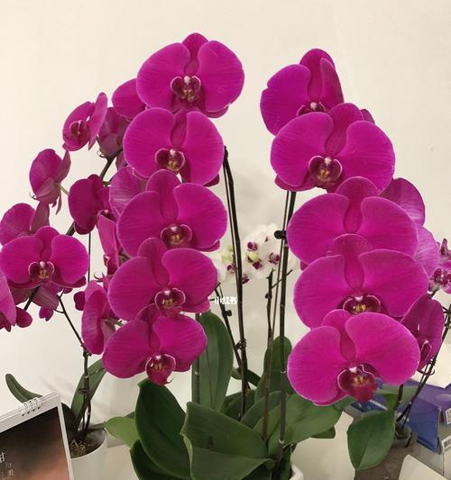 蝴蝶兰的寓意与象征（一朵娇艳欲滴的花朵）