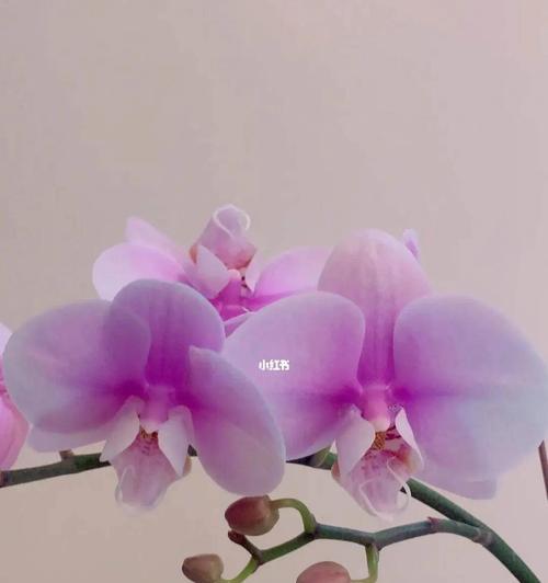 蝴蝶兰——寓意优雅的花朵（以蝴蝶兰花语代表着的深意与象征）