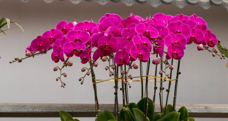 蝴蝶兰——花园中的优雅之花（花开花落）