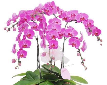 蝴蝶兰——花园中的优雅之花（花开花落）
