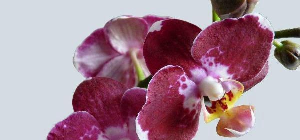 蝴蝶兰——花园中的优雅之花（花开花落）