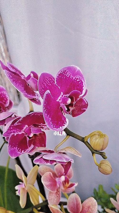 蝴蝶兰的传说故事（蝴蝶兰花语及其传承的神秘力量）