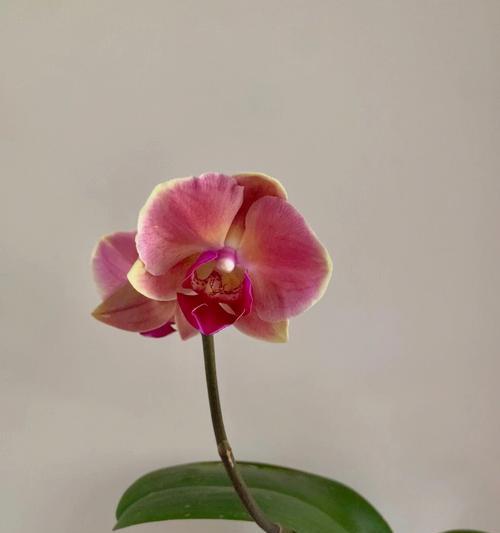 不同颜色蝴蝶兰的花语与意义（探索不同颜色蝴蝶兰所传达的情感与寓意）