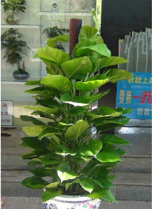 绿萝换盆的最佳时间（盆栽养护小贴士）