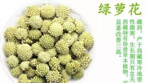 绿萝开花时间解析（揭秘绿萝开花的时间及花期特征）