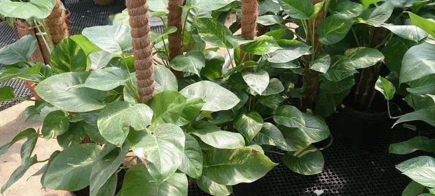 绿萝开花时间解析（揭秘绿萝开花的时间及花期特征）