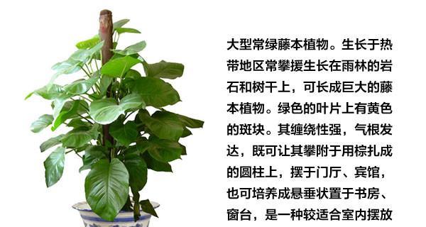 绿萝扦插技巧大揭秘（掌握这些窍门）