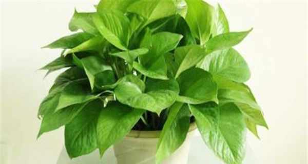 绿萝是否属于单子叶植物（探究绿萝的植物学分类）