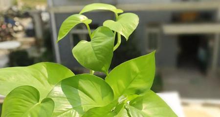 绿萝是否属于单子叶植物（探究绿萝的植物学分类）