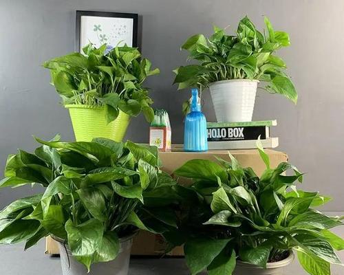 绿萝的分类及特点探究（绿萝是草本植物还是花卉）