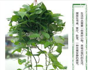 绿萝的分类及特点探究（绿萝是草本植物还是花卉）