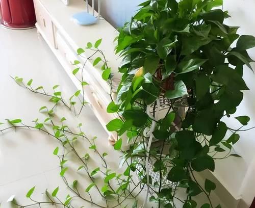 绿萝的分类及特点探究（绿萝是草本植物还是花卉）
