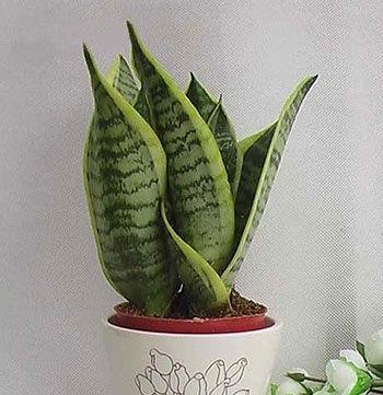 虎皮兰花（虎皮兰的花语与寓意）