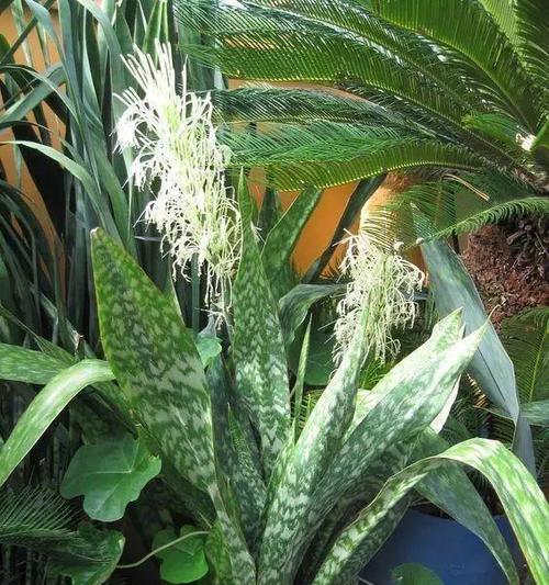 虎皮兰花（虎皮兰的花语与寓意）