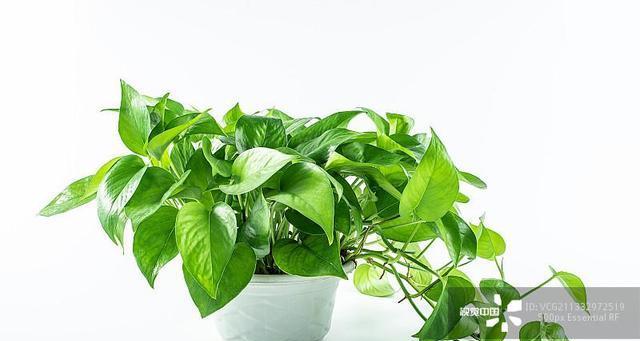 揭秘绿萝不是木本植物的秘密（揭开绿萝真正身份的谜团）