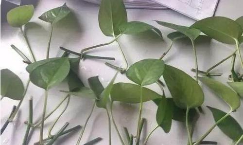 了解绿萝的根系结构（探究绿萝的根部构造与特点）