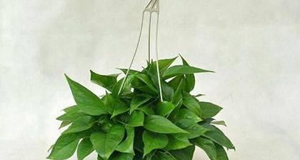 绿萝并非双子叶植物（探究绿萝的植物分类和生物特征）