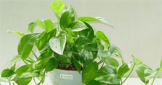 绿萝并非双子叶植物（探究绿萝的植物分类和生物特征）