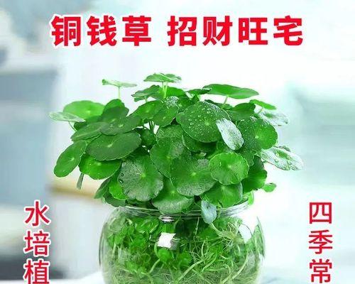 揭秘绿萝的生长环境与习性（绿萝并非水生植物）