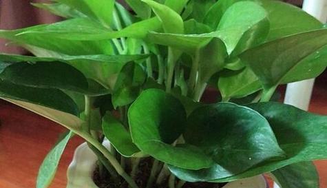 揭秘绿萝的生长环境与习性（绿萝并非水生植物）