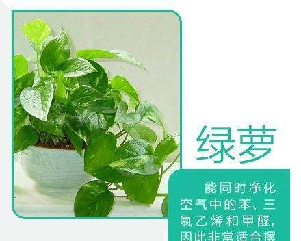 绿萝喜阳还是喜阴（探究绿萝的光照喜好及养护技巧）
