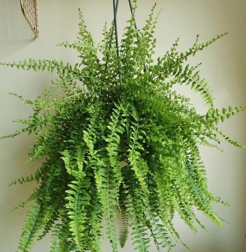 揭秘绿萝的真正身份（它并不是蕨类植物）