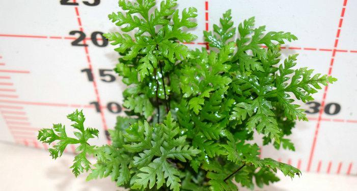 揭秘绿萝的真正身份（它并不是蕨类植物）