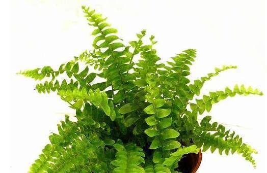揭秘绿萝的真正身份（它并不是蕨类植物）