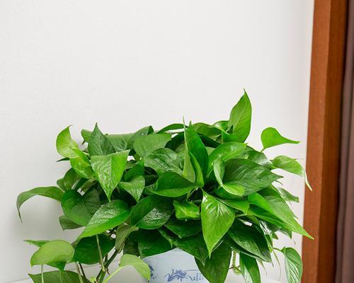 绿萝，让办公室更生气（适合放置在办公室的优秀植物）