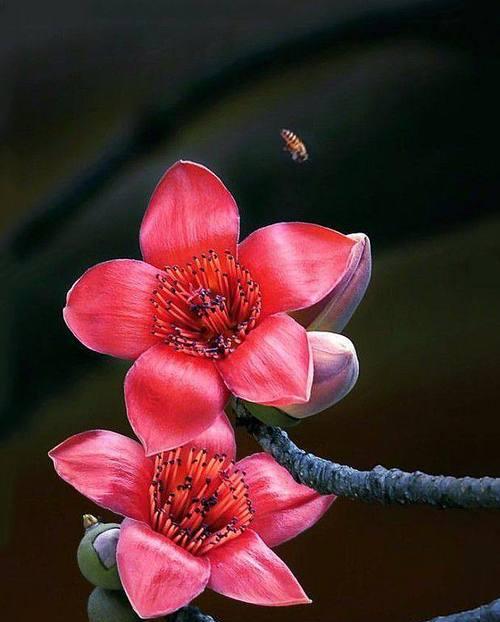花开有言（揭秘雁来红花语的真正含义）