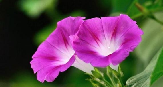 花开坚强，花语传情（探寻坚强花语的美丽世界）